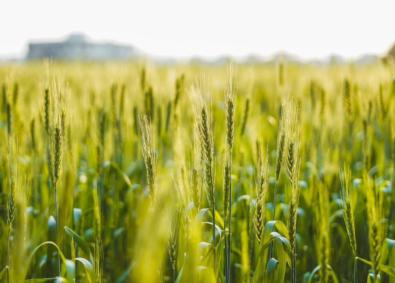 Wheat field